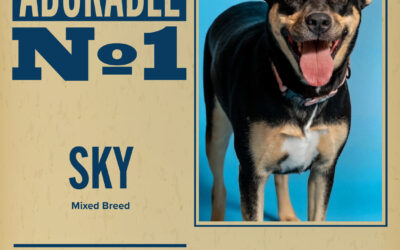 Pet of the Week 