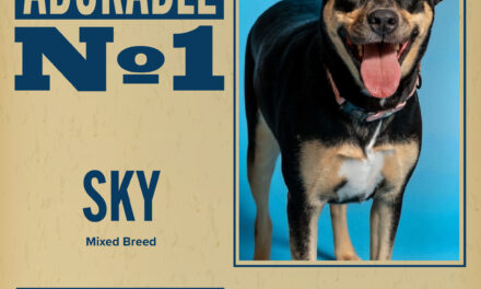 Pet of the Week 