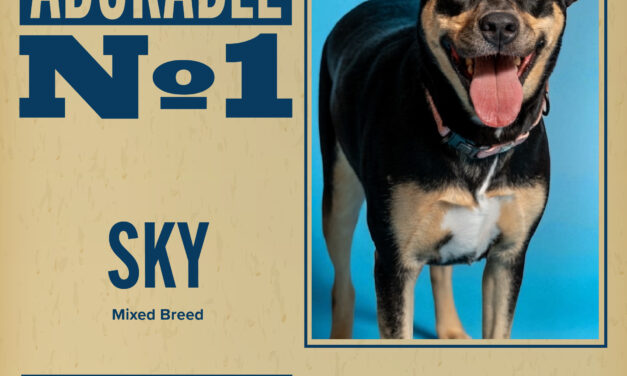 Pet of the Week 