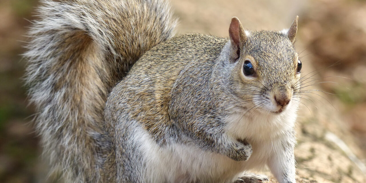 Ways to Keep Wild Animals Out of Your House