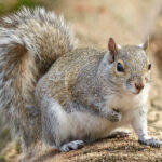 Ways to Keep Wild Animals Out of Your House
