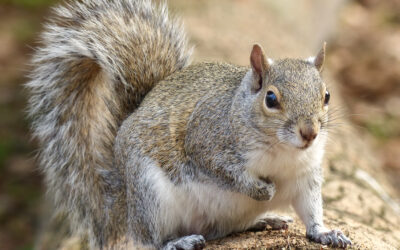 Ways to Keep Wild Animals Out of Your House