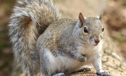 Ways to Keep Wild Animals Out of Your House