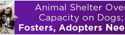 Animal Shelter Over Capacity on Dogs; Fosters, Adopters Needed 