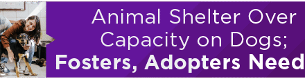 Animal Shelter Over Capacity on Dogs; Fosters, Adopters Needed 