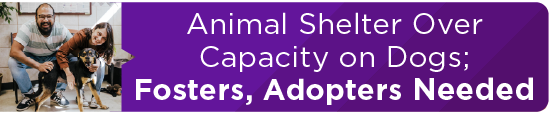 Animal Shelter Over Capacity on Dogs; Fosters, Adopters Needed 