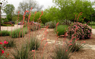FREE Urban Naturalist Workshop Tomorrow: “Intro to Gardening with Native Plants”