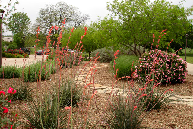 FREE Urban Naturalist Workshop Tomorrow: “Intro to Gardening with Native Plants”