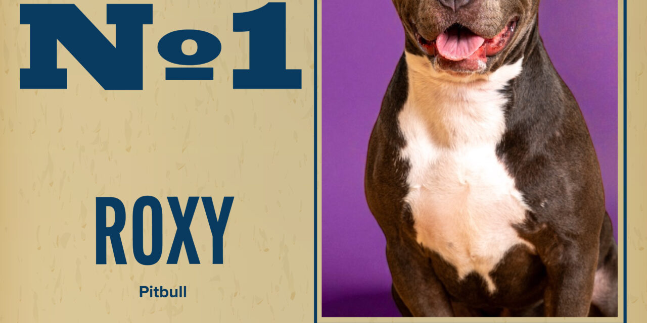 Pet of the Week