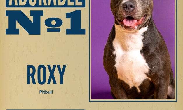 Pet of the Week