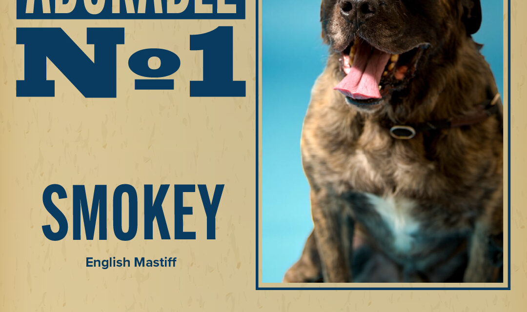 Pet of the Week