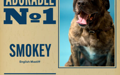 Pet of the Week