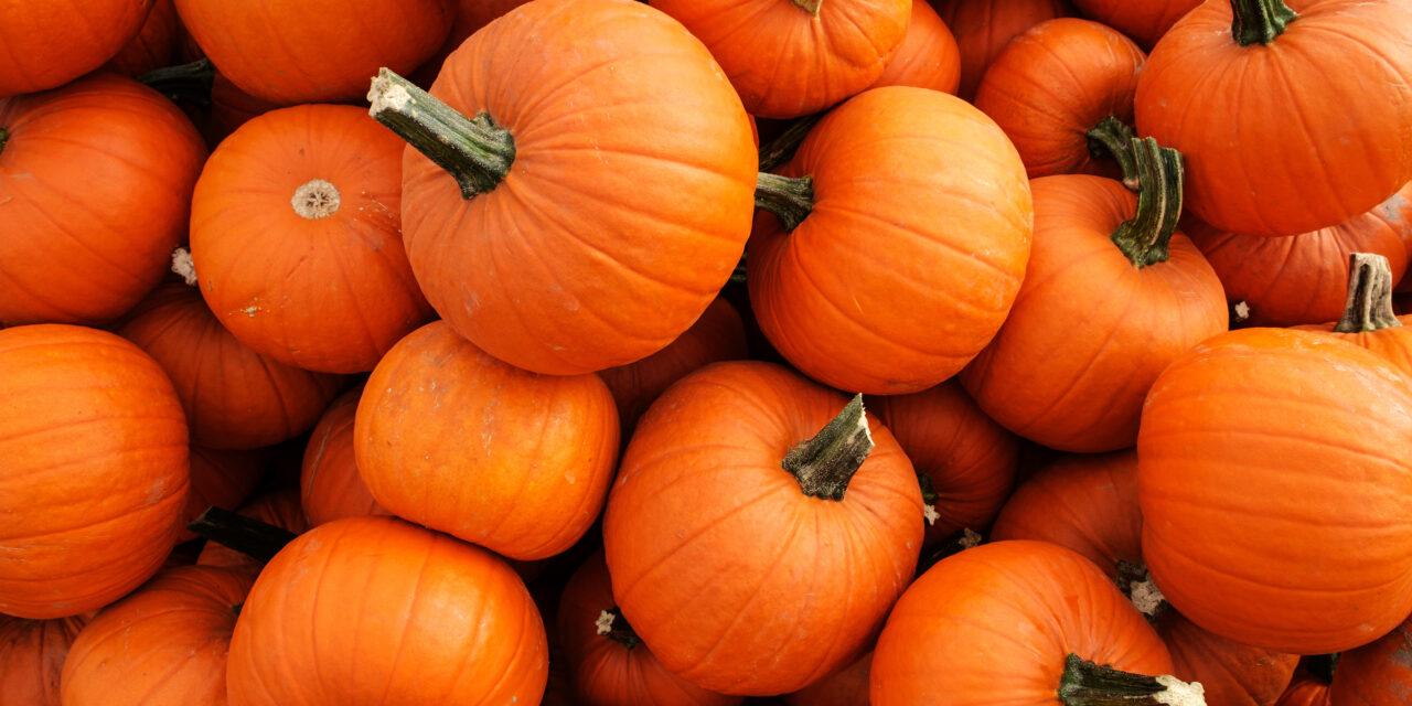 Composting and Other Ways to Reuse Pumpkins 