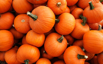 Composting and Other Ways to Reuse Pumpkins 