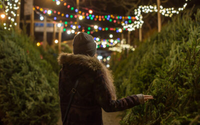 Selecting/Caring for Natural Holiday Trees 