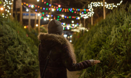 Selecting/Caring for Natural Holiday Trees 