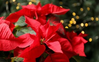 How to Keep Poinsettias Beautiful This Month and Beyond