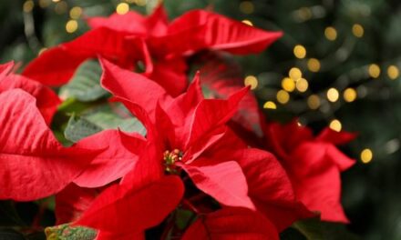 How to Keep Poinsettias Beautiful This Month and Beyond