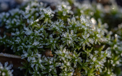 Plant Health After a Freeze—”Wait and See”