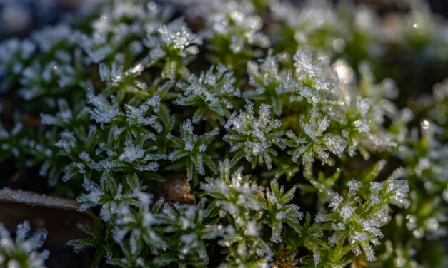 Plant Health After a Freeze—”Wait and See” 