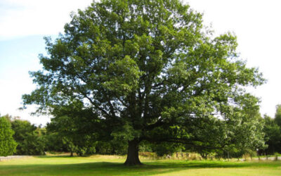 Time to Prune Oak Trees and Other February To-Dos in the Garden 