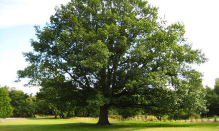 Time to Prune Oak Trees and Other February To-Dos in the Garden 