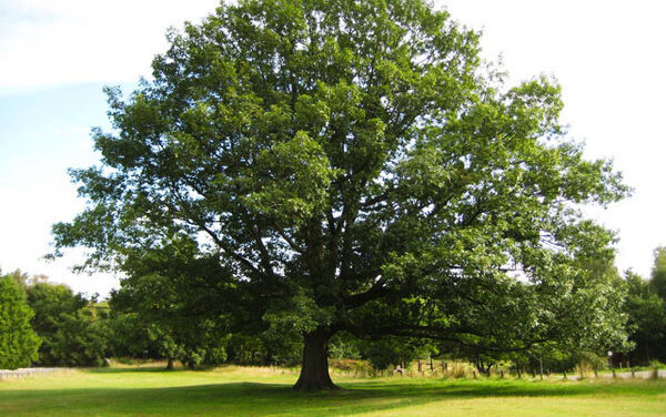 Time to Prune Oak Trees and Other February To-Dos in the Garden 