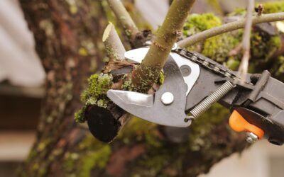 Spring Pruning Tips from the Experts 