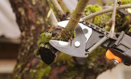 Spring Pruning Tips from the Experts 