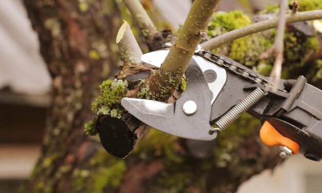 Spring Pruning Tips from the Experts 