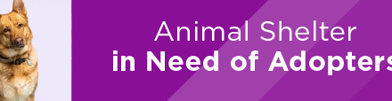 Animal Shelter in Need of Adopters 