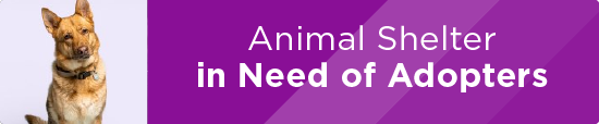 Animal Shelter in Need of Adopters 