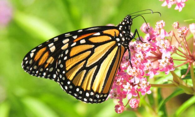 Spring Monarch Migration Has Begun