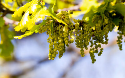 Making the Best of Falling “Tree Tassels”