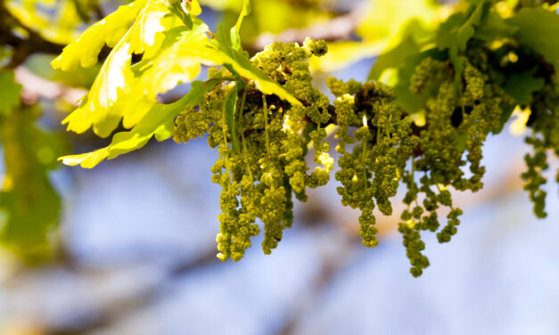 Making the Best of Falling “Tree Tassels” 