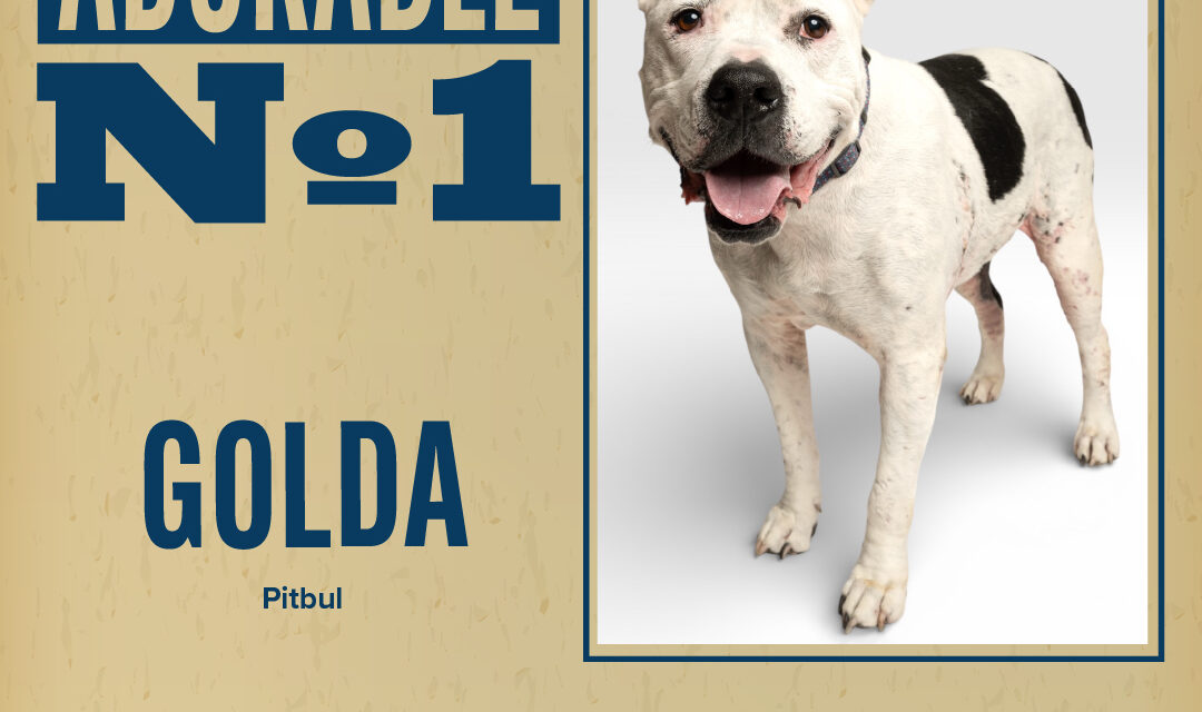 Pet of the Week – Golda