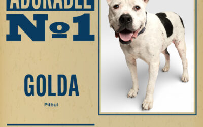 Pet of the Week – Golda