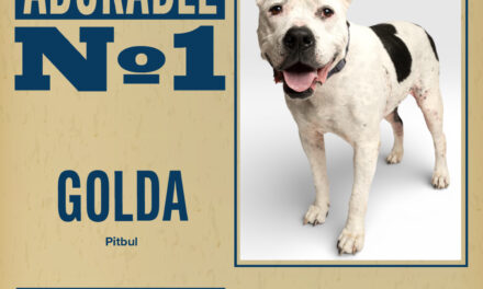 Pet of the Week – Golda