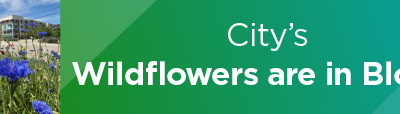 City’s Wildflowers are in Bloom