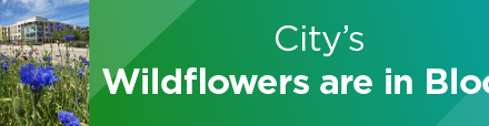 City’s Wildflowers are in Bloom