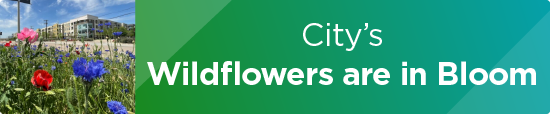 City’s Wildflowers are in Bloom