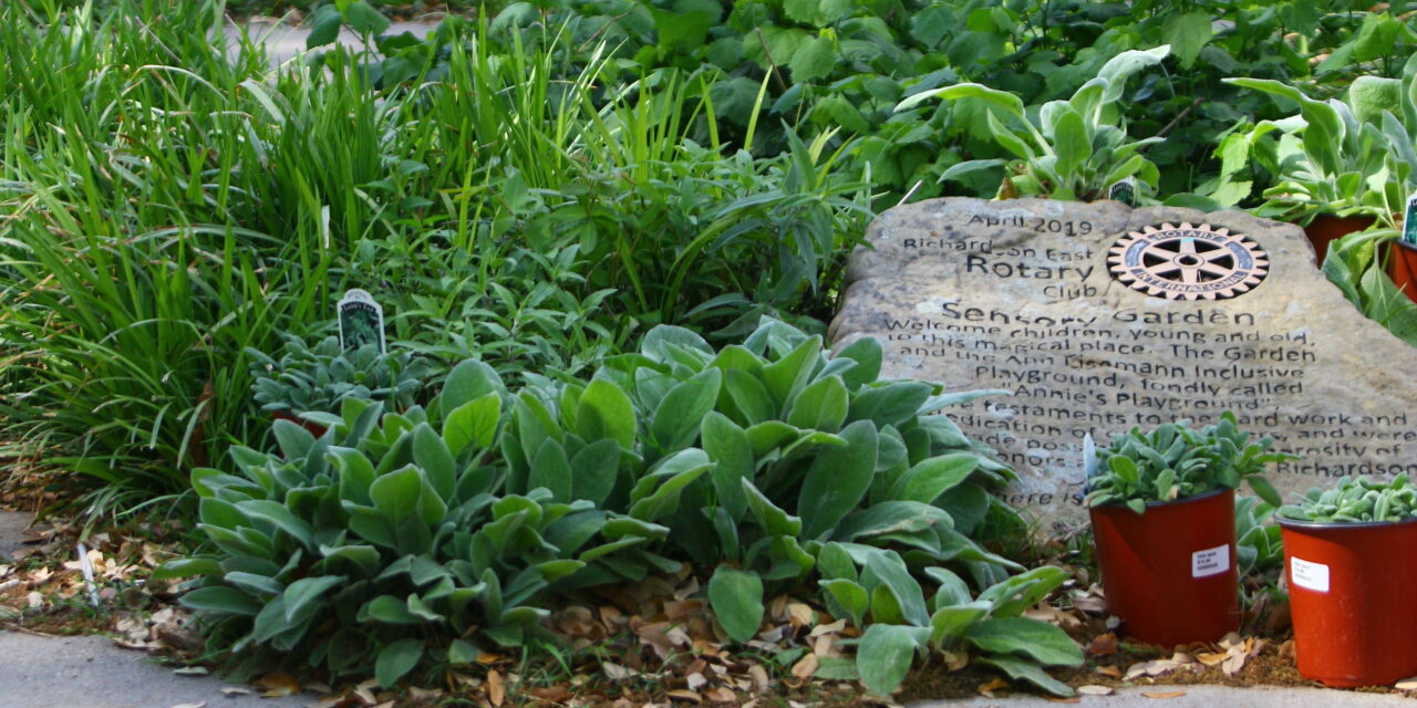 Rotarians Refresh Sensory Garden at Inclusive Playground 