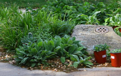 Rotarians Refresh Sensory Garden at Inclusive Playground