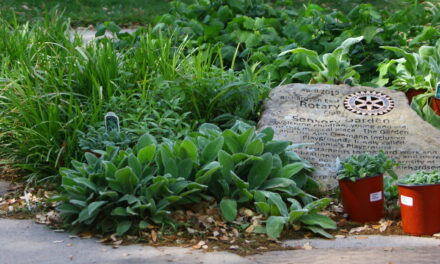 Rotarians Refresh Sensory Garden at Inclusive Playground 