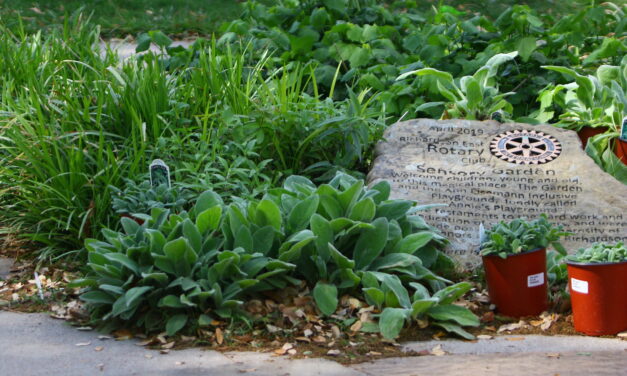 Rotarians Refresh Sensory Garden at Inclusive Playground 