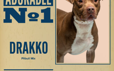 Pet of the Week – Drakko