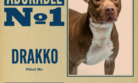 Pet of the Week – Drakko