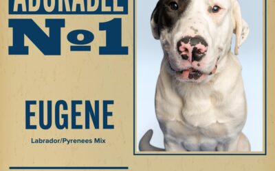 Pet of the Week