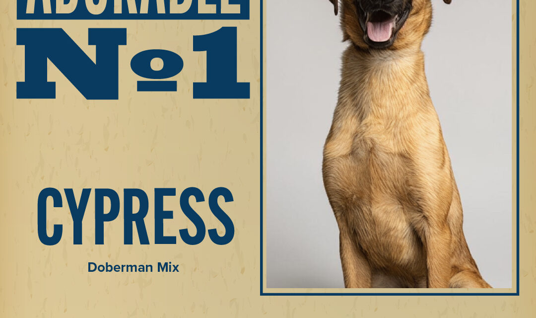 Pet of the Week