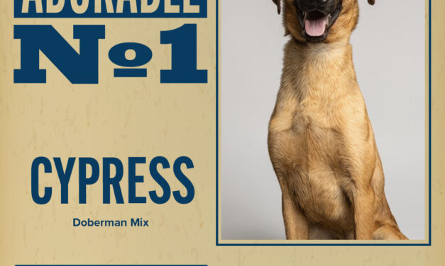 Pet of the Week